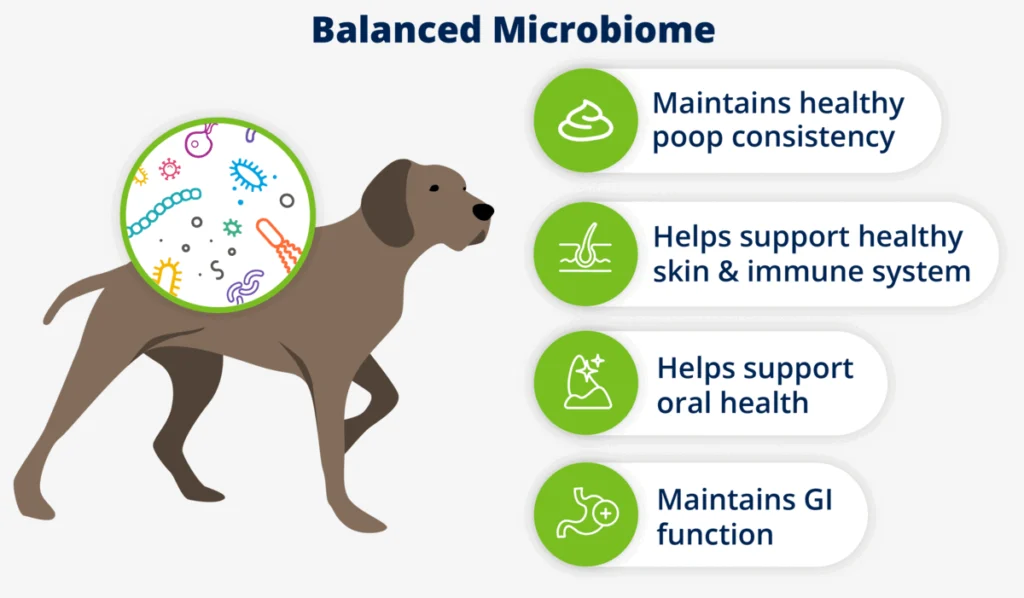 How To Improve Dog Gut Health