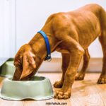 How To Improve Dog Gut Health