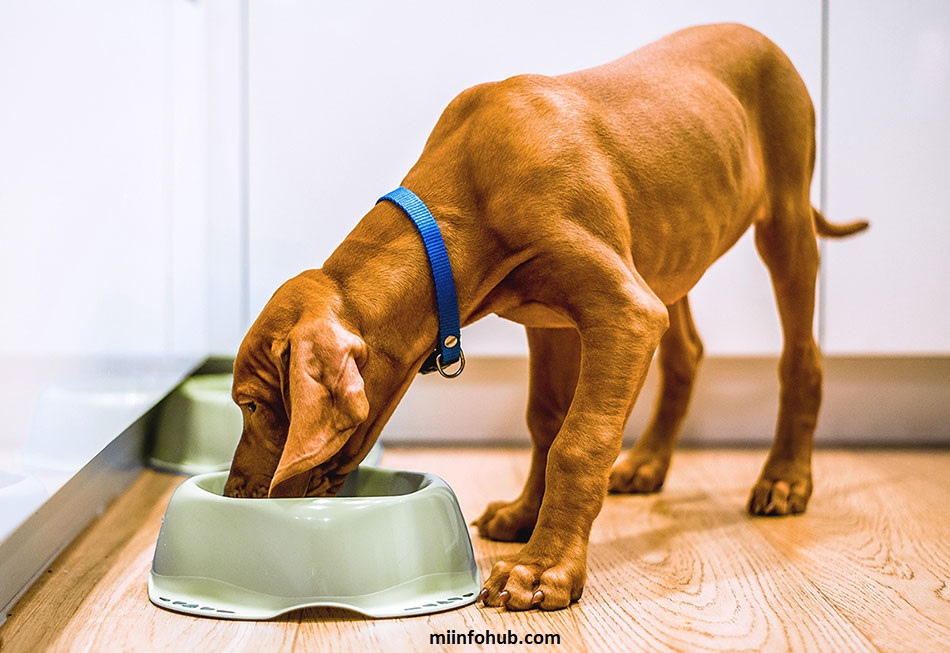 How To Improve Dog Gut Health