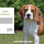 What Is A Health Certificate For Dogs