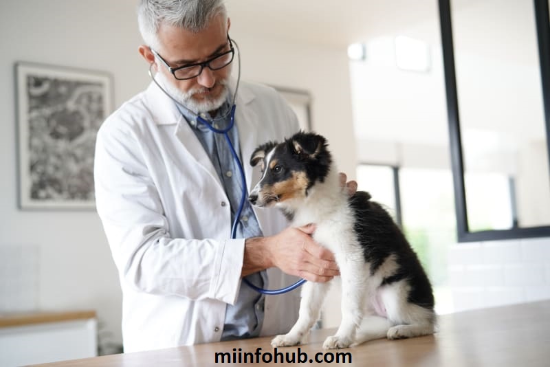 What Is A Health Certificate For Dogs