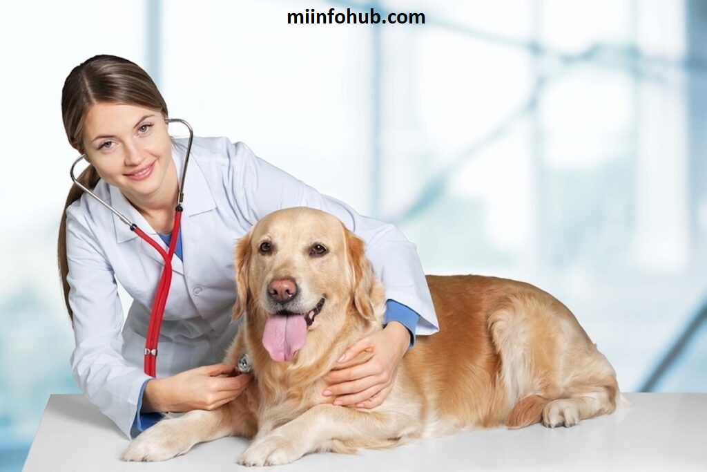 What Is A Health Certificate For Dogs